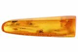 Fossil Cicada (Auchenorrhyncha) Nymph In Baltic Amber #102746-3